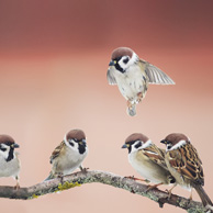 Sparrows birds on a tree branch