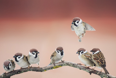 Sparrows birds on a tree branch