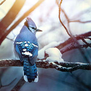 Blue Jay