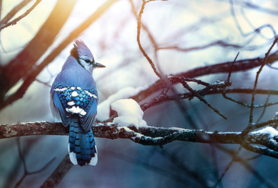 Blue Jay