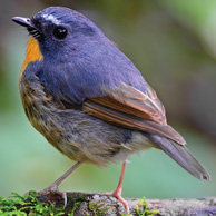 Snowy-browed flycatcher