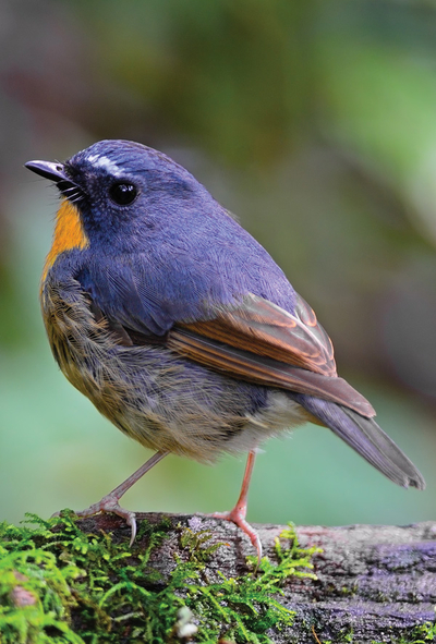 Snowy-browed flycatcher