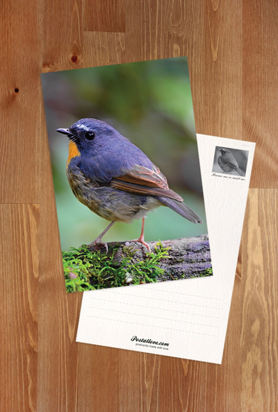 Snowy-browed flycatcher