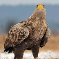White-tailed eagle