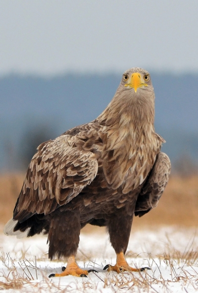 White-tailed eagle