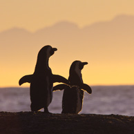 Penguins