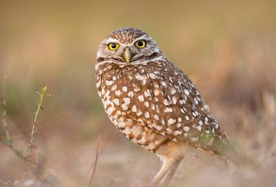 Burrowing owl