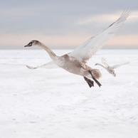 Above the clouds - Mute Swan