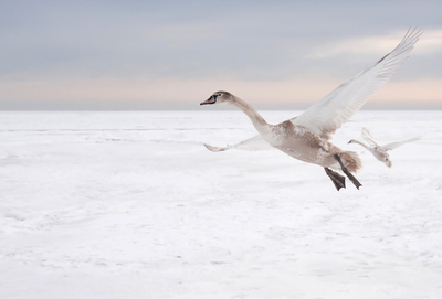 Above the clouds - Mute Swan