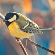 Great tit