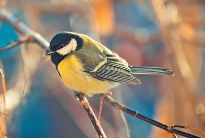 Great tit