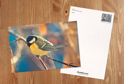 Great tit