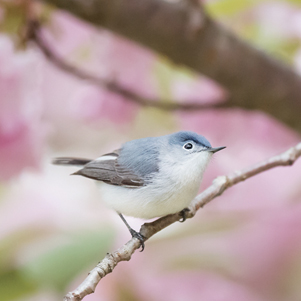 Blue-gray gnatcatcher