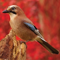 Eurasian Jay