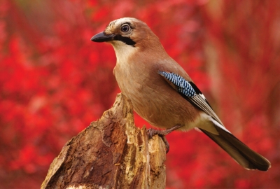 Eurasian Jay