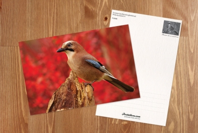 Eurasian Jay