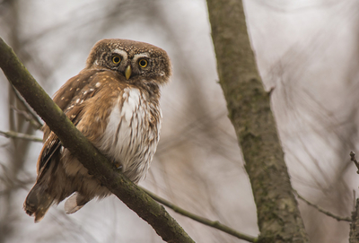 Eurasian pygmy owl