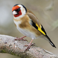 European Goldfinch