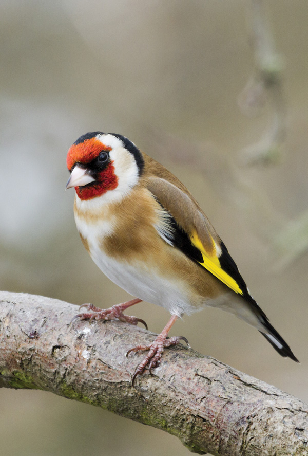 European Goldfinch / Birds / Postcards / Postallove postcards made