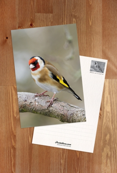 European Goldfinch