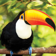 Toucan