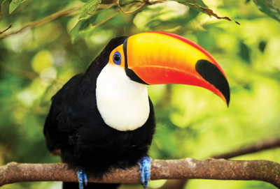 Toucan