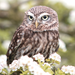 Spring owl