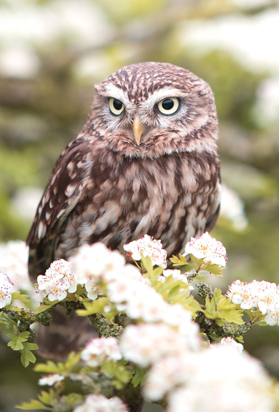 Spring owl