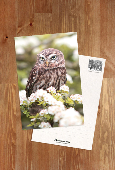Spring owl