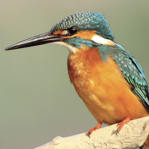 Kingfisher on a branch