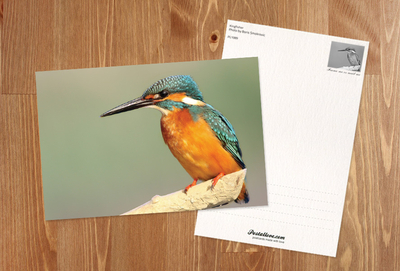 Kingfisher on a branch