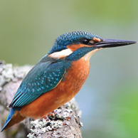 Common kingfisher 