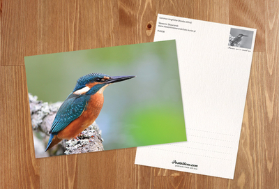Common kingfisher 