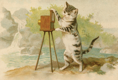 Cat Photographer