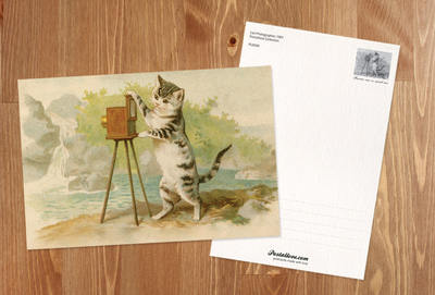 Cat Photographer