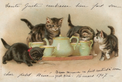 Cats drinking milk