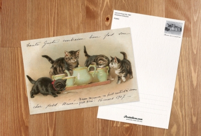 Cats drinking milk