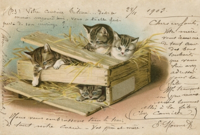 Kittens in a box