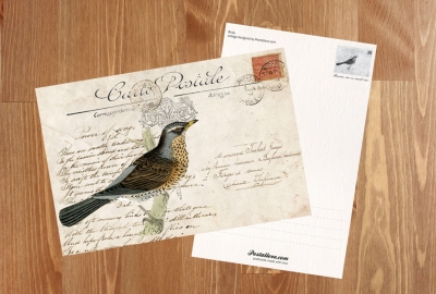 Collage with a bird
