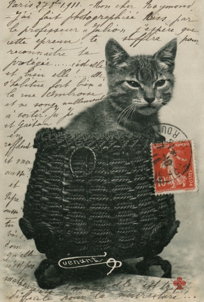 Cat in the basket