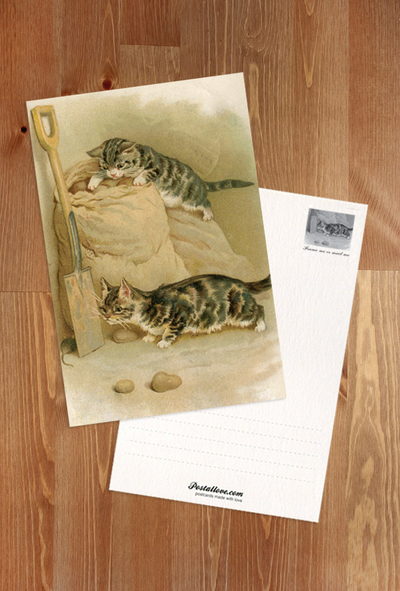 Hunting kittens
