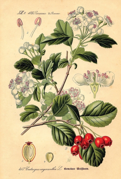 Hawthorn plant