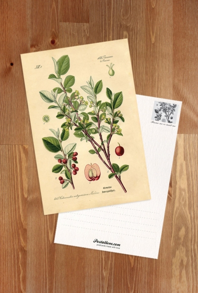 Cotoneaster