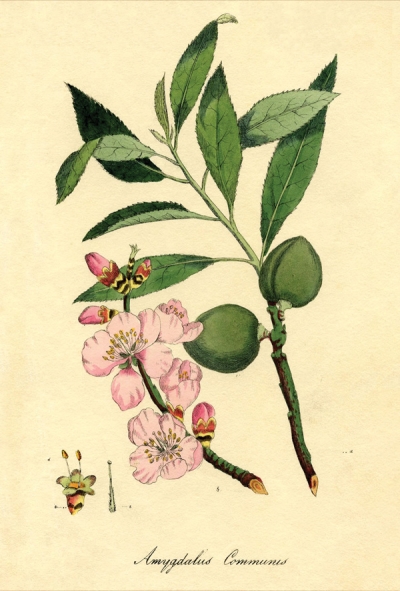 Almond