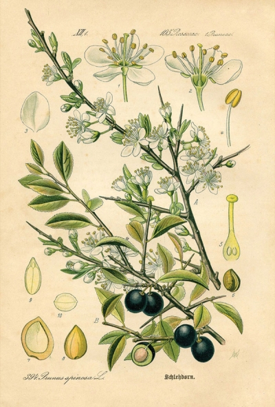Blackthornn plant