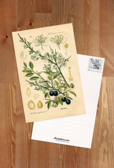 Blackthornn plant