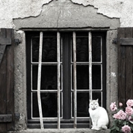 White cat & roses