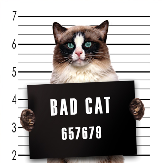 Bad Cat / Sensus Collection / Postcards / Postallove postcards made