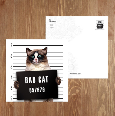 Bad Cat