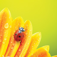 Ladybug and flower